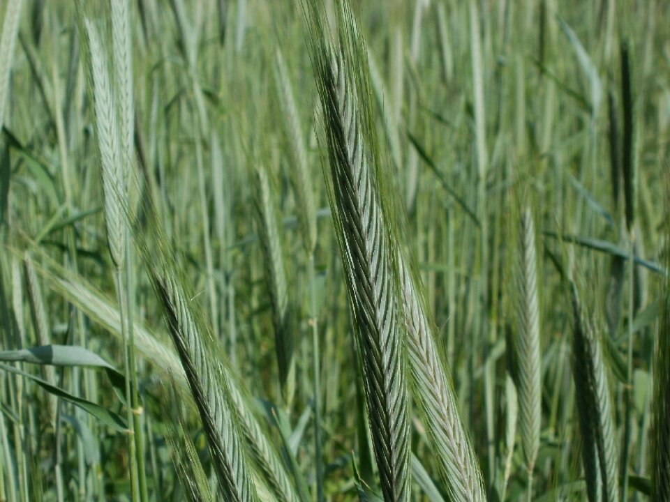 Grain agriculture head