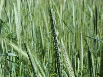Grain agriculture head