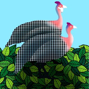 Guinea fowl