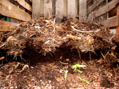 Harvesting the Compost