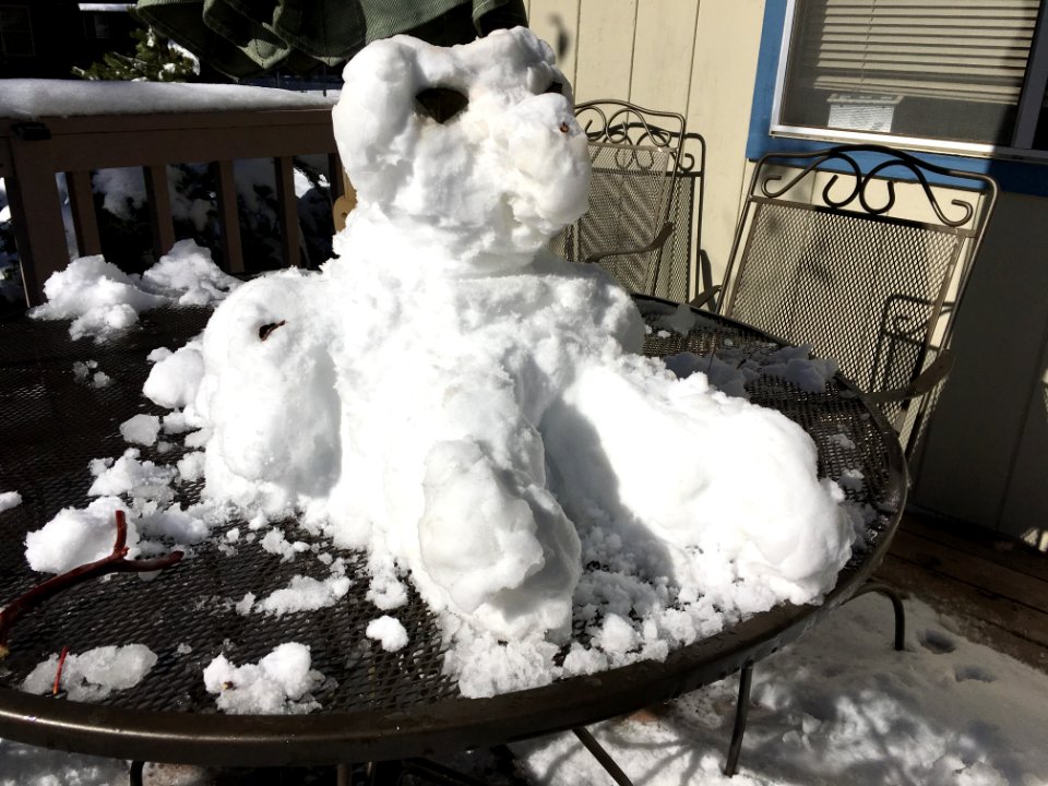 Snow Dog Needs a Name