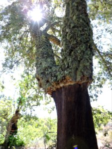 Alcornoque (Quercus suber) descorchado. Fuenteheridos (Huelva).