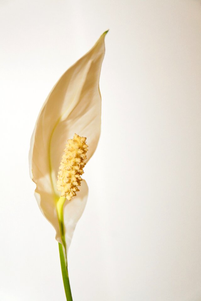 Bloom ornamental plant close up