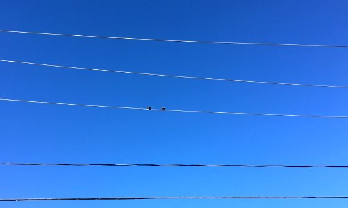 Bird Notes