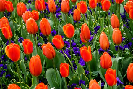 Flower color red orange tulips