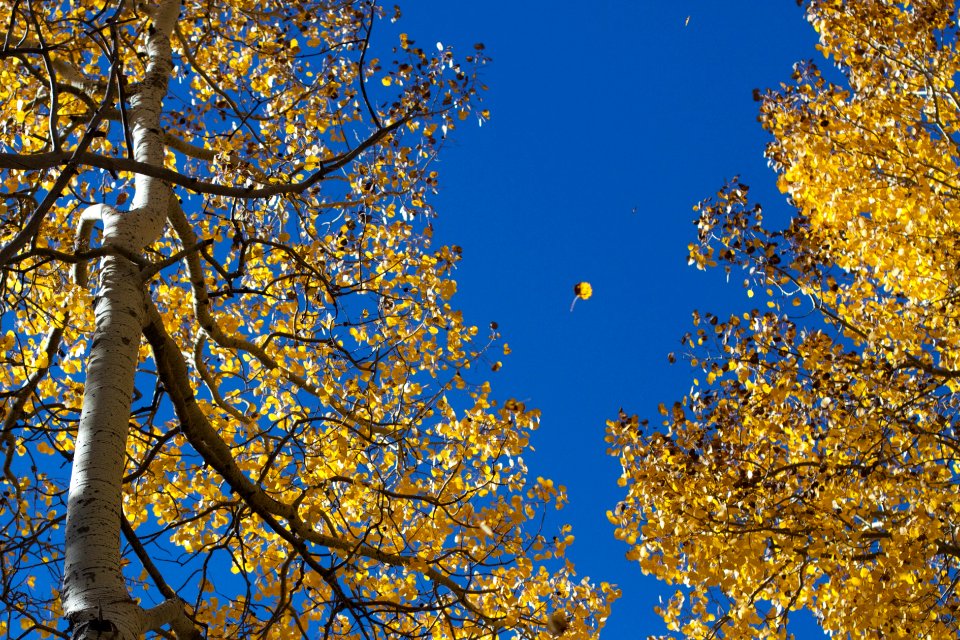 Catch a Falling Leaf