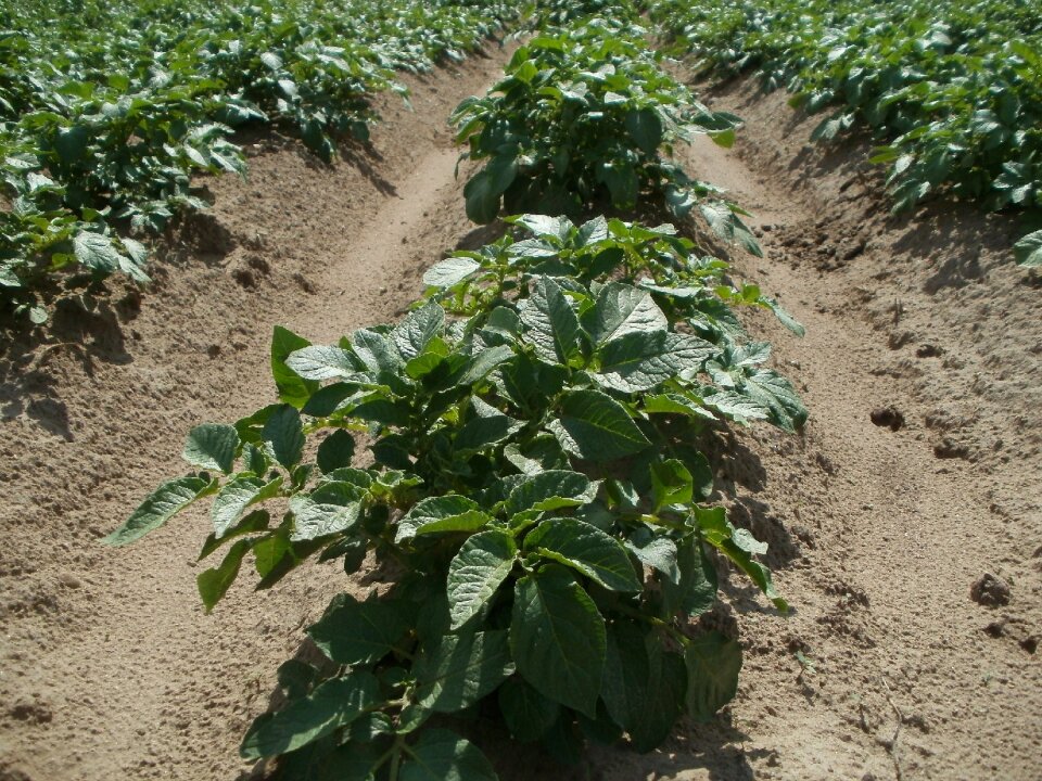 Food plant vegetable