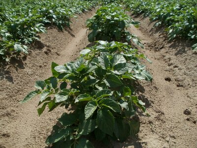 Food plant vegetable