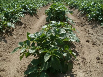 Food plant vegetable photo