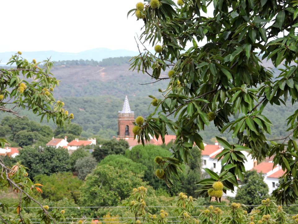 Castaño (Castanea). Fuenteheridos (Huelva).
