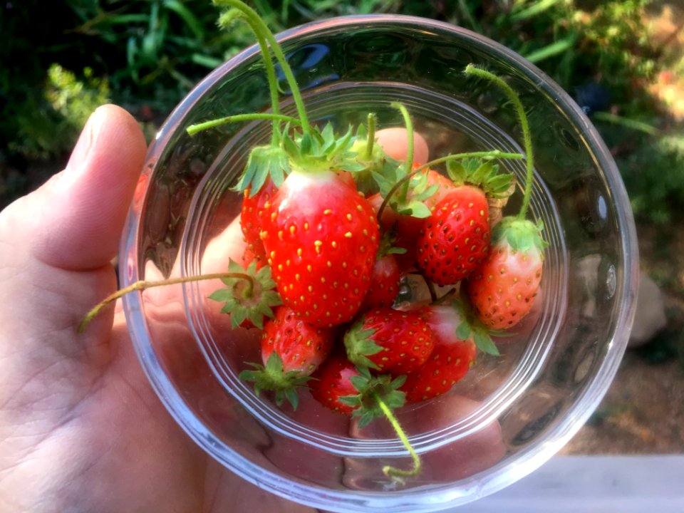 Another Day Another Handful of Strawberries