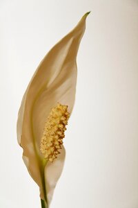 Bloom ornamental plant close up