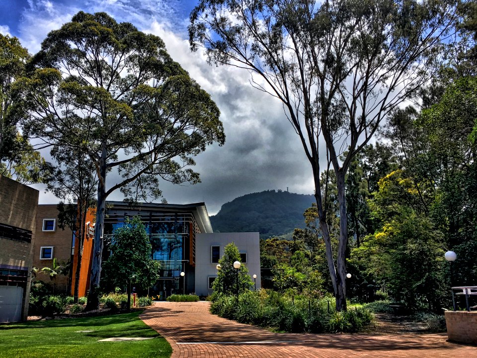 2017/365/332 Campus Under the Escarpment and Eucalyptus