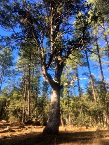 This Not Quite Old Juniper