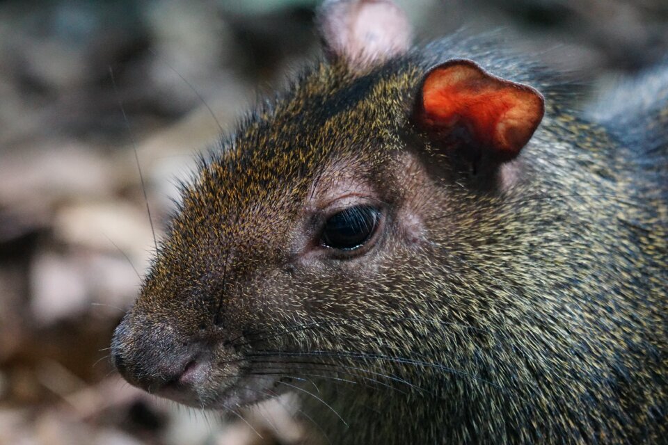 Mammal rodent animal