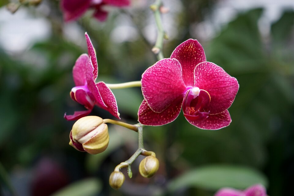 Plant blossom bloom