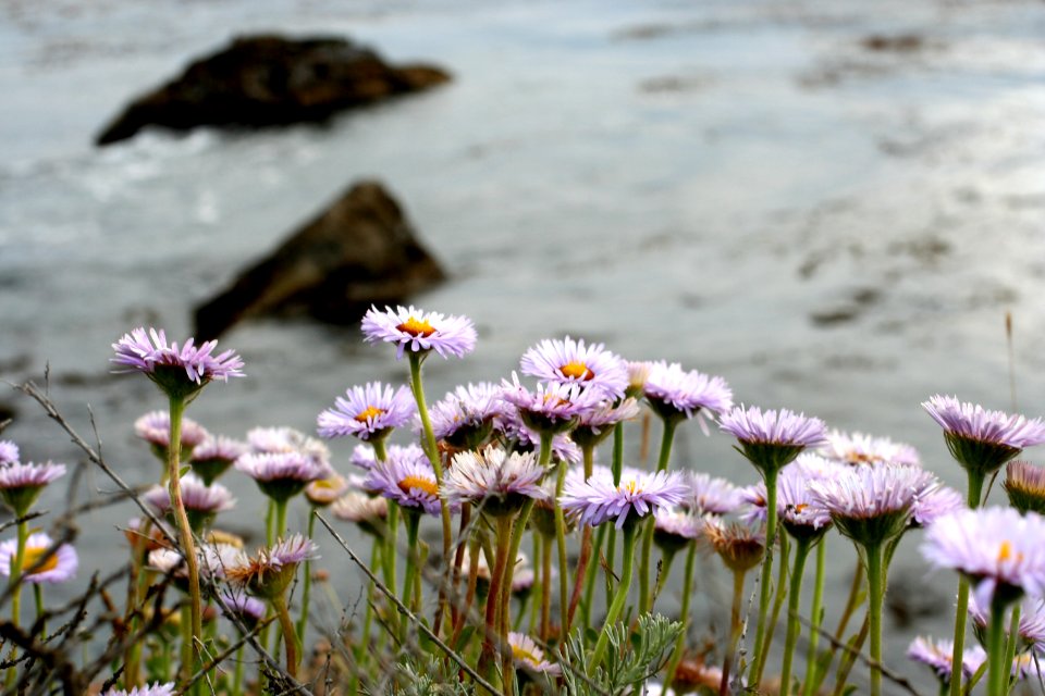 Flowers and the Sea
