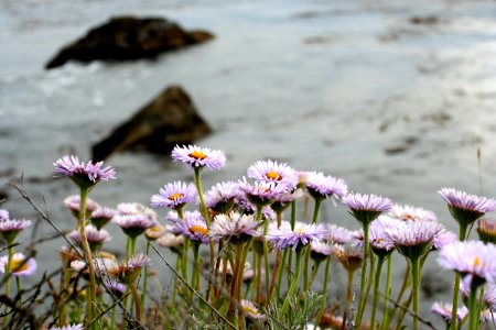 Flowers and the Sea