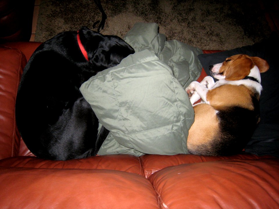 Two Dogs, One Couch