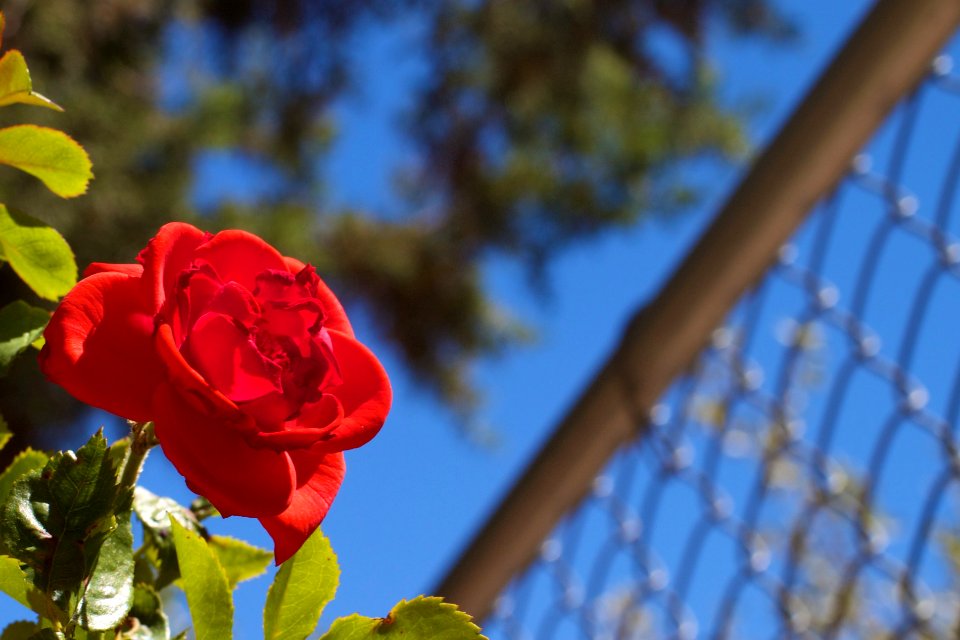 Tuned to the Sun and Sky