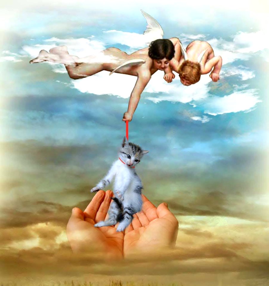Cupid and kitten