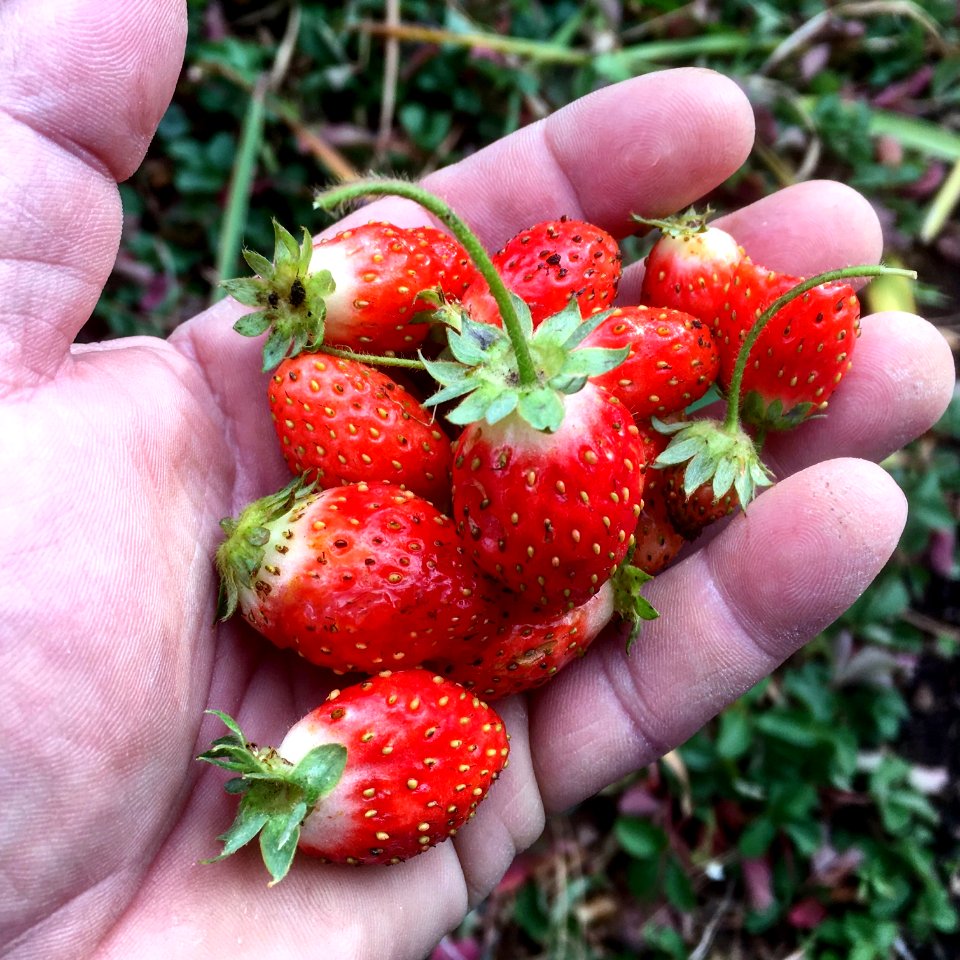 Them Berries Keep Coming