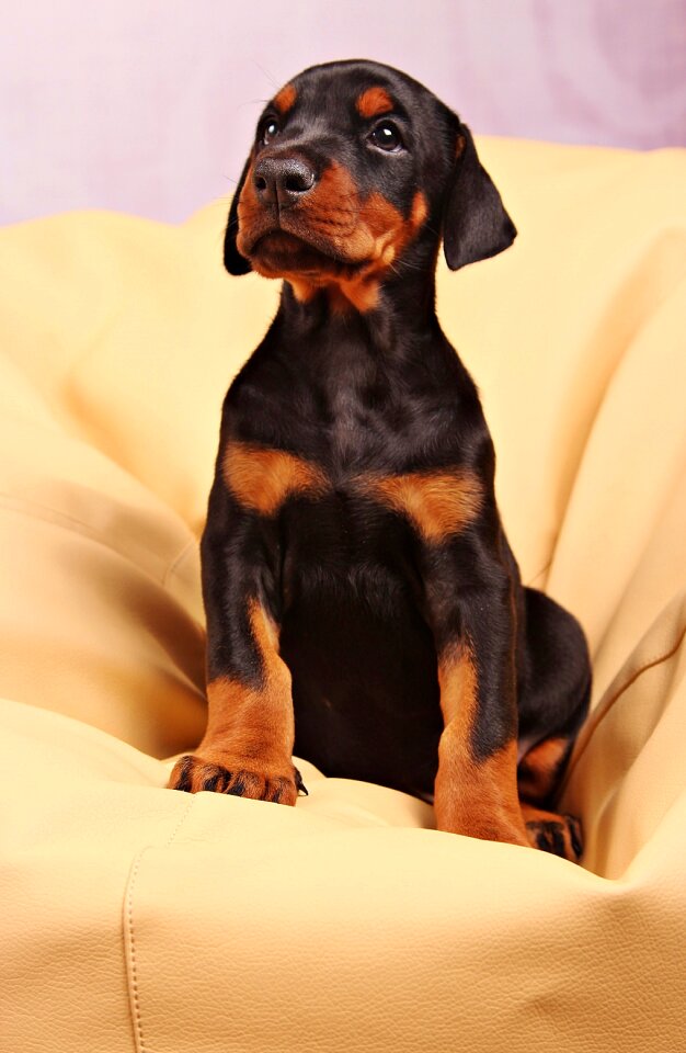 Pets animal canine