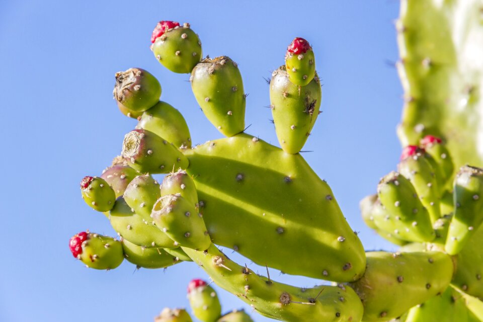 Cactus prickly plant