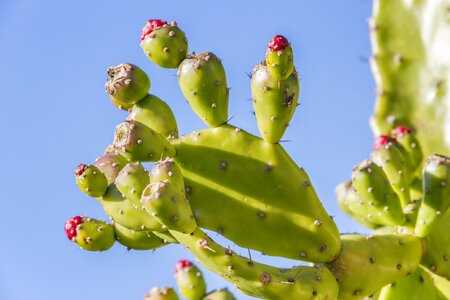 Cactus prickly plant photo