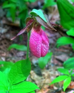 Linda's Garden-Lady's slippers