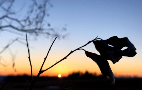 Good to the Last Drop of Light