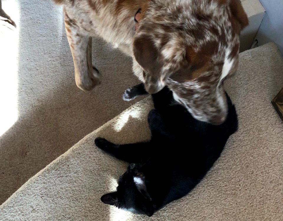 Dog. Cat. Play. Repeat