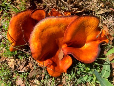 Lusciously Shroomed