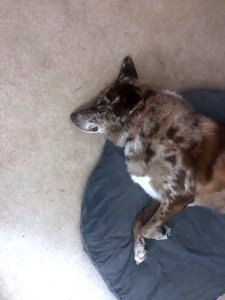 Another Dog Day Afternoon