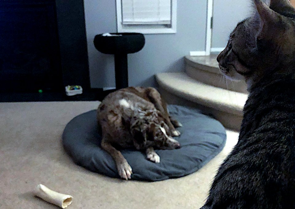 Prey or Play?