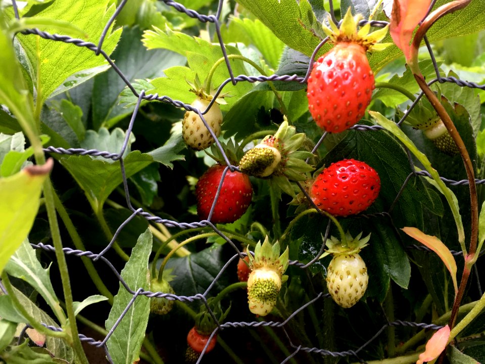 It's Second Wave of Strawberries