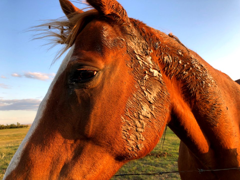 So I Sleep in Mud?