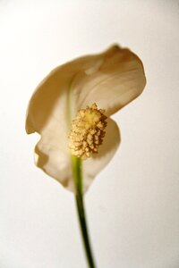 Bloom ornamental plant close up