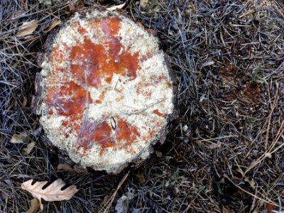 Sigh, Even Stumps Are Copyrighted