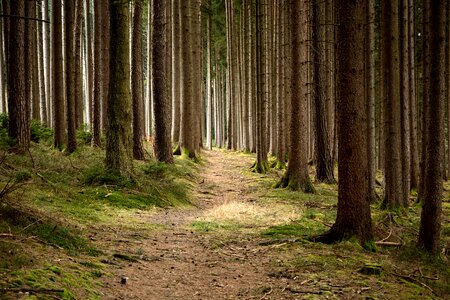 Nature trees tree trunks photo