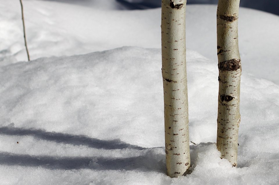 2010/365/25 Aspen Legs
