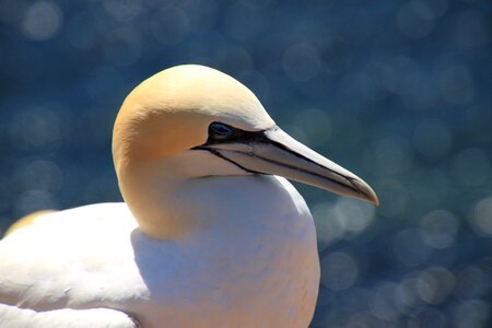 Northern gannet seevogel bird photo