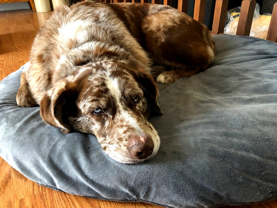 2020/366/59 A Dog's Life is So Tiring