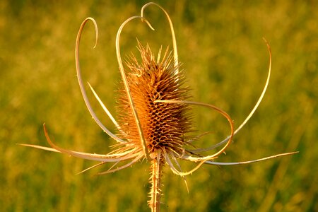 Bloom nature meadow