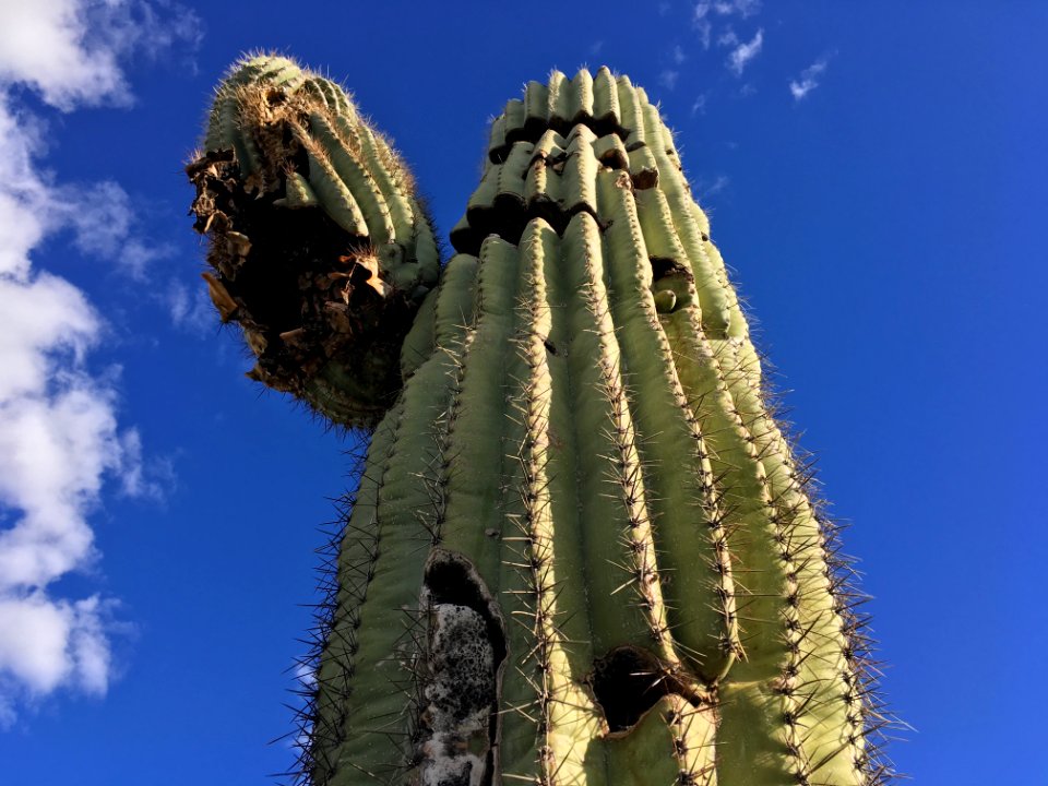 Everyone Loves a Lecturing Cactus