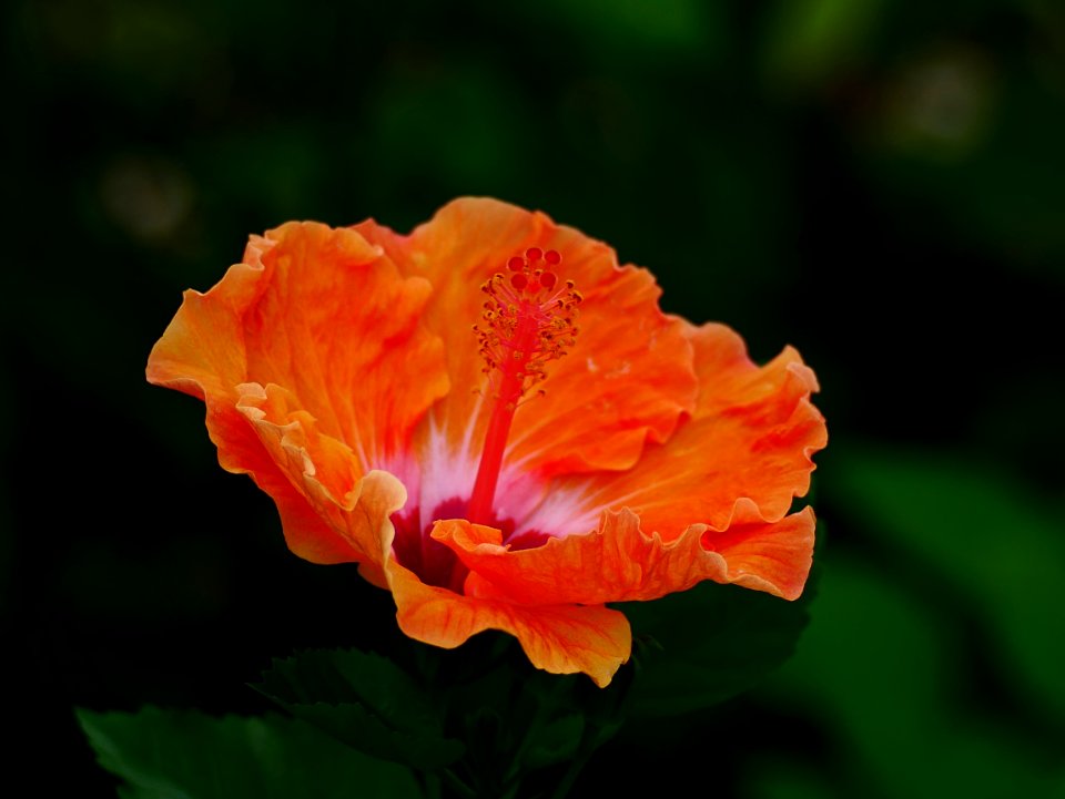 hibiscus