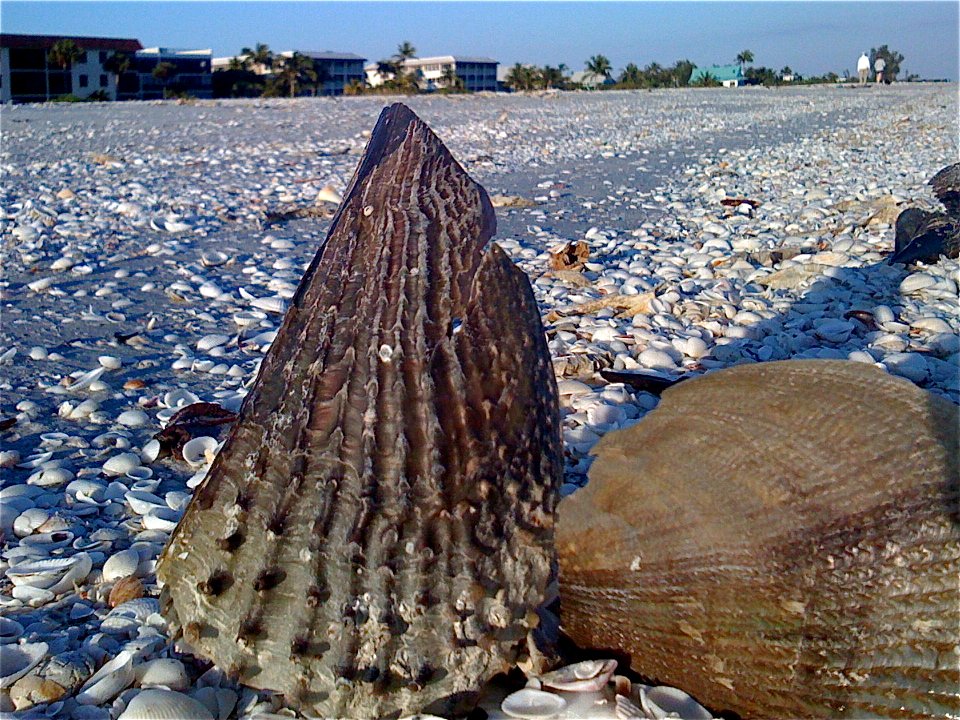 Overheard on the Beach...