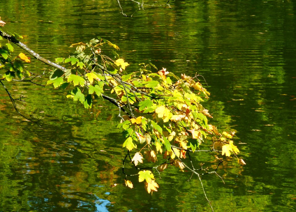 Freshly fallen fall leaves autumn