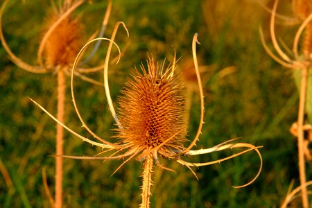 Nature summer wild flower photo