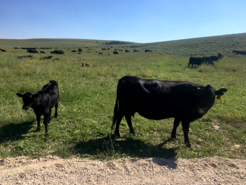Little Moo / Big Moo
